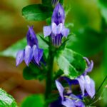 Blue Cardinal Flower